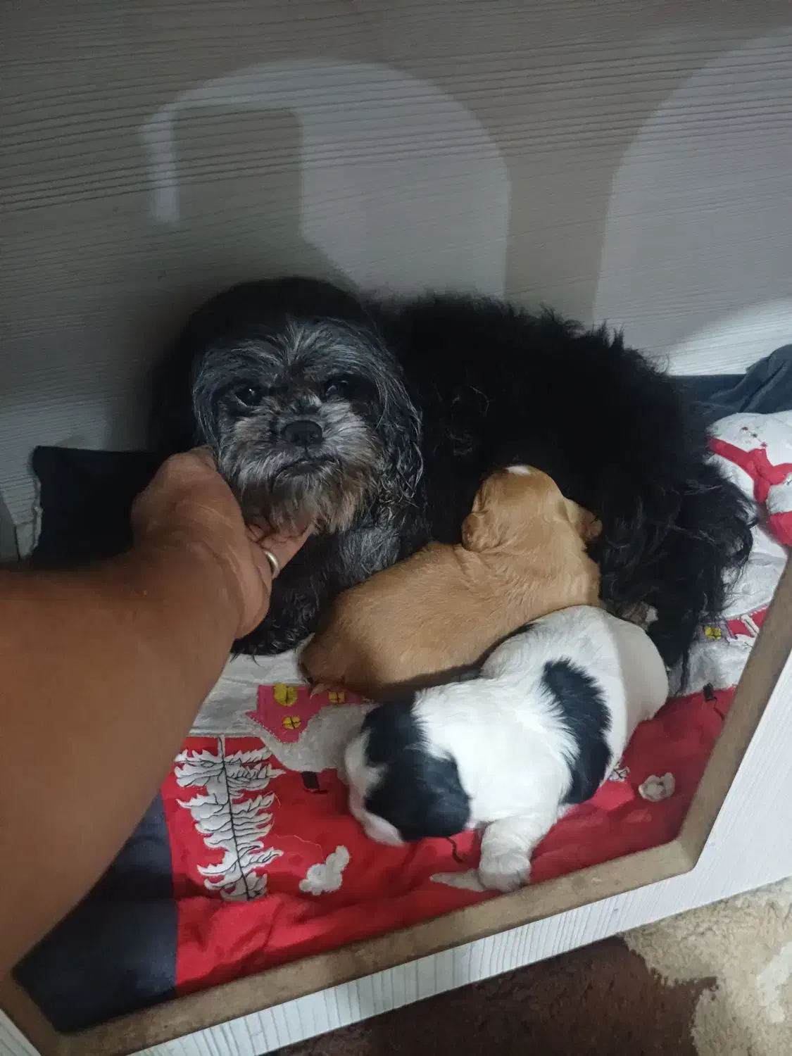 سگ شیتزو سوپر فلت|سگ|چهاردانگه (تهران), |دیوار