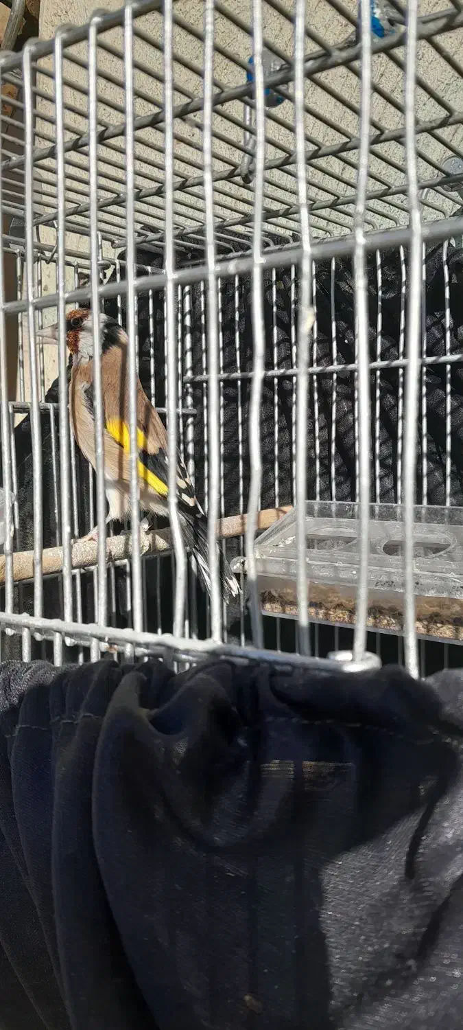 سهره نر بخوان|پرنده|زیویه, |دیوار