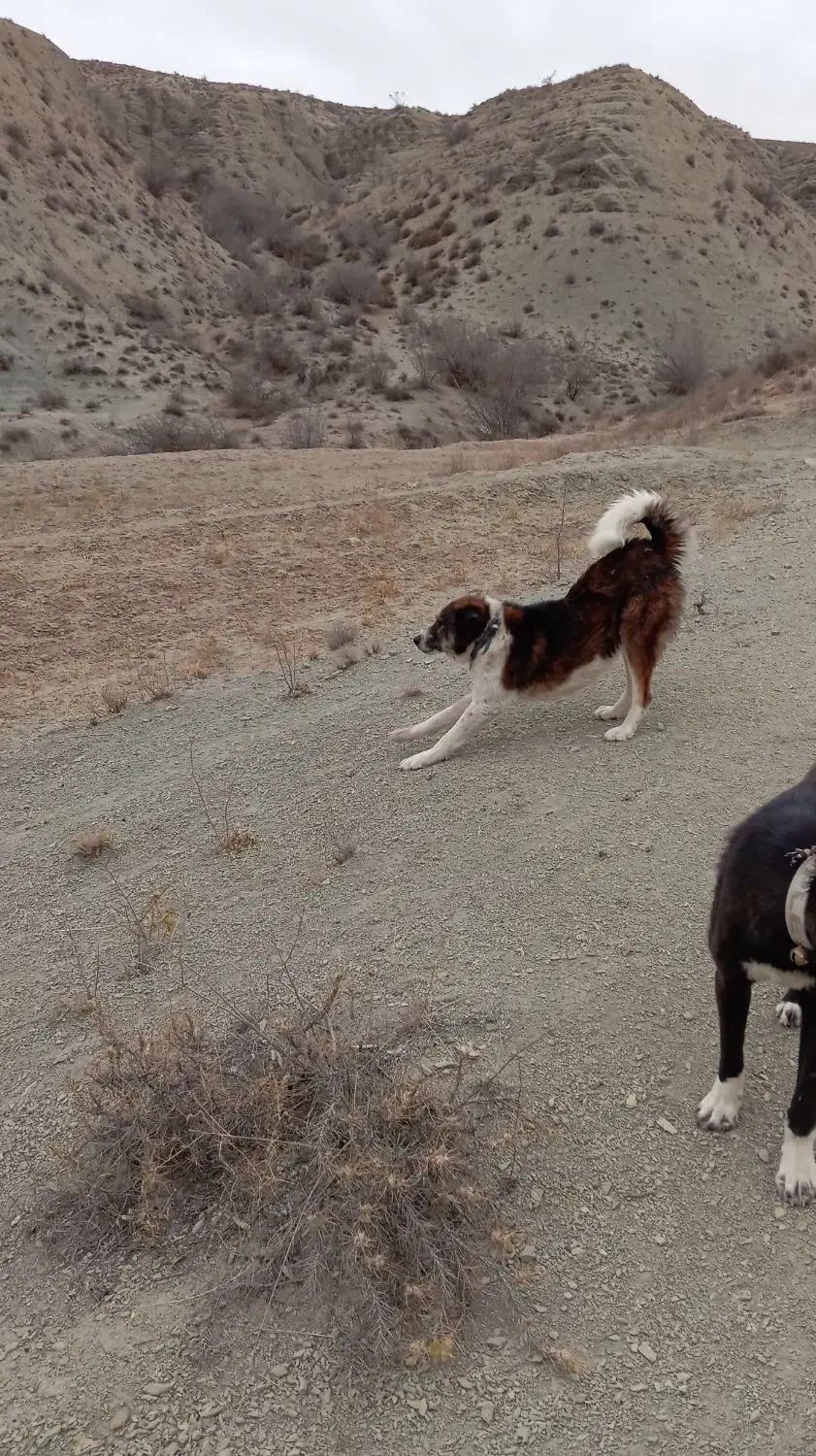 سگ گله|سگ|مانه, |دیوار