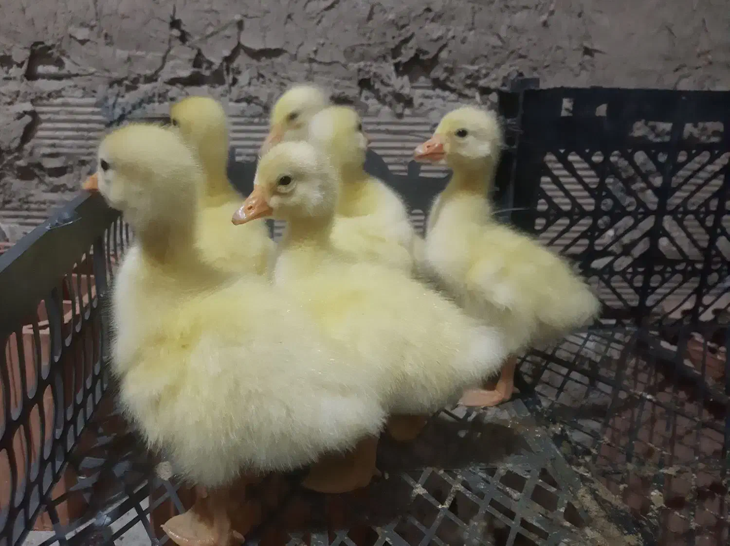 جوجه غاز محلی وقوغاز هر هفته موجوده،قیمت۱۸۰مقطوع|حیوانات مزرعه|گنبد کاووس, |دیوار