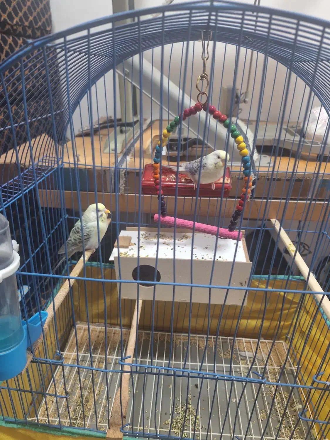 عروس هلندی و مرغ عشق|پرنده|شادگان, |دیوار