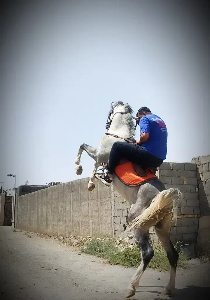 اسب عرب کرد|اسب و تجهیزات اسبسواری|مشهد, میان ولایت|دیوار