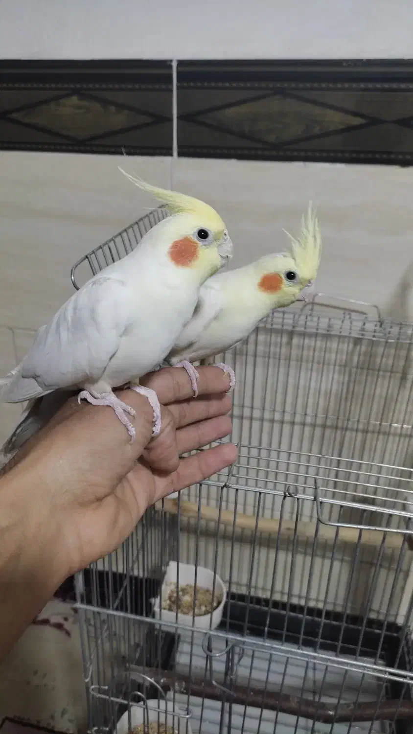 عروس هلندی|پرنده|مهاجران, |دیوار