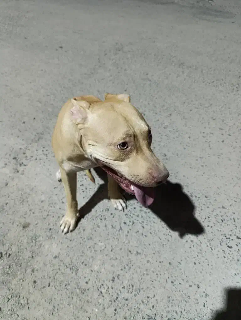 سگپیتبول|سگ|جیرفت, |دیوار