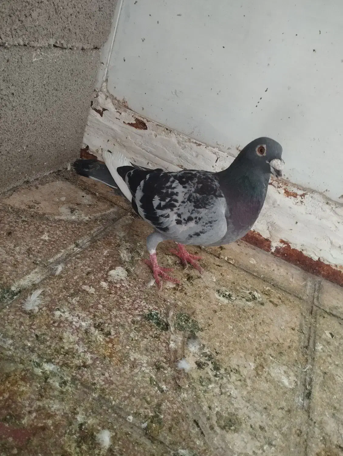 کفتر|پرنده|شیراز, محراب|دیوار