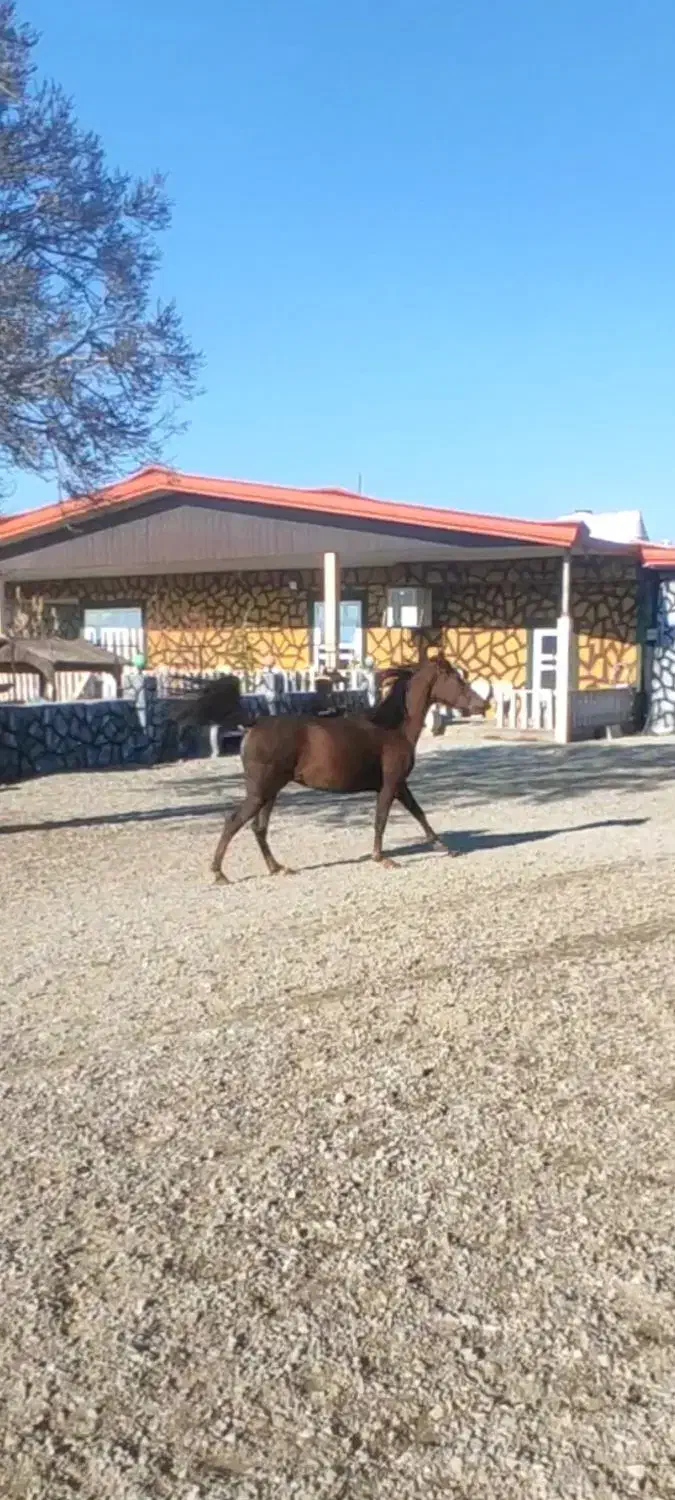 مادیان|اسب و تجهیزات اسب‌سواری|ماهیدشت, |دیوار