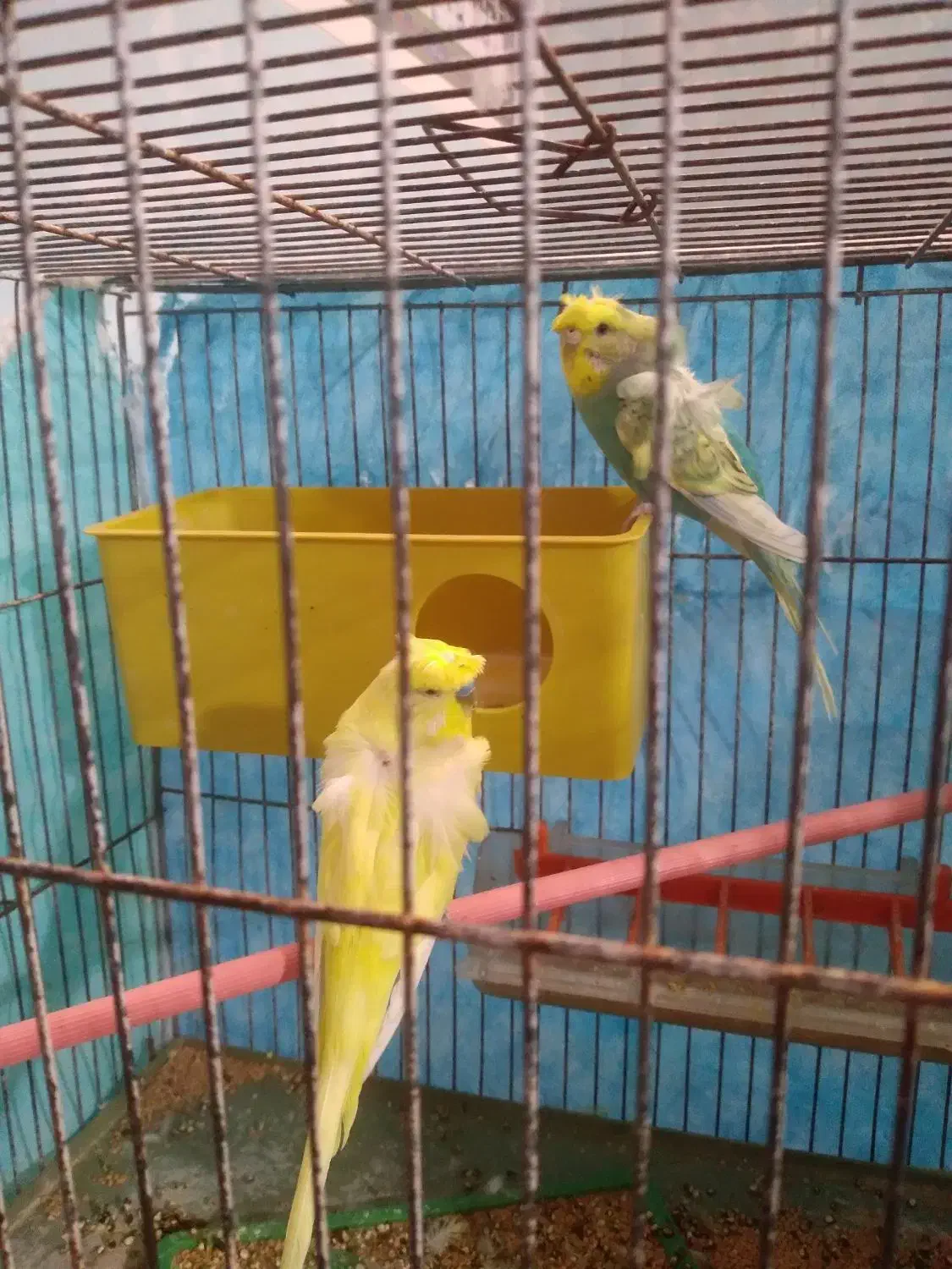 مرغ عشق پروانه ای|پرنده|نیمروز, |دیوار