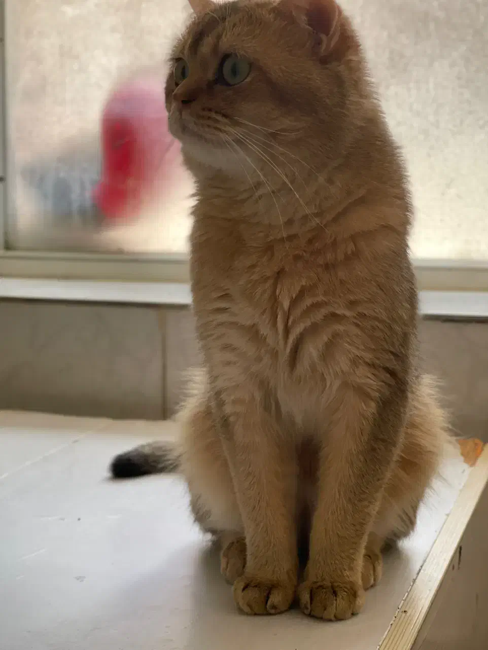 گربه نر بالغ گلد|گربه|بناب, |دیوار