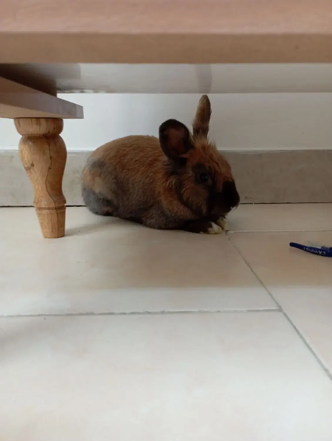 خرگوش|موش و خرگوش|همدان, |دیوار