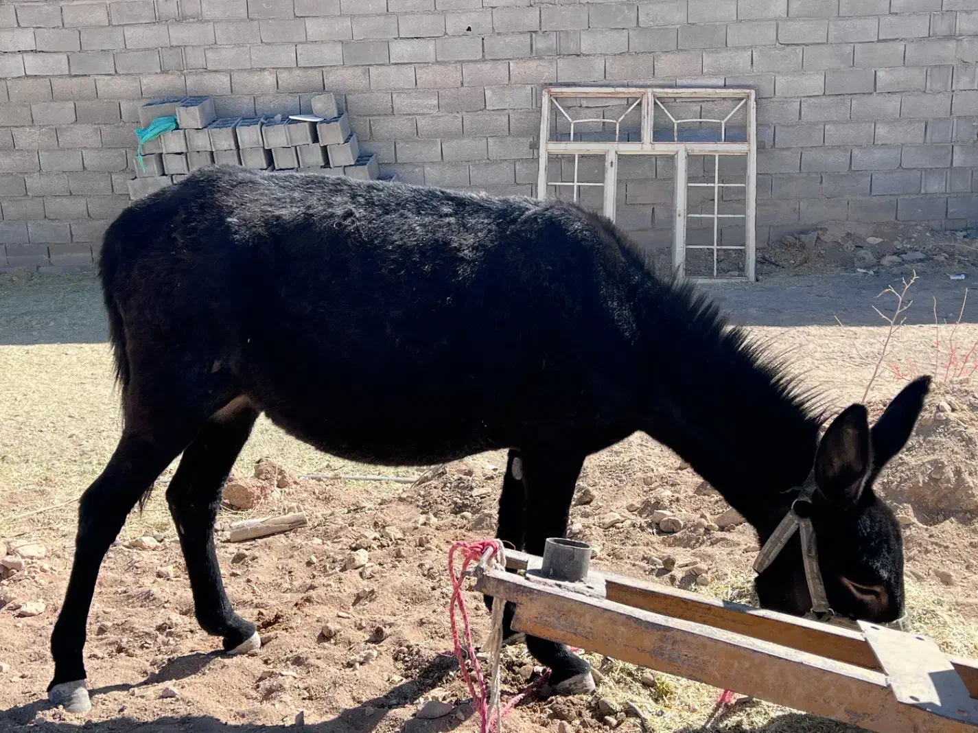 خر جوان|حیوانات مزرعه|مبارکه, |دیوار