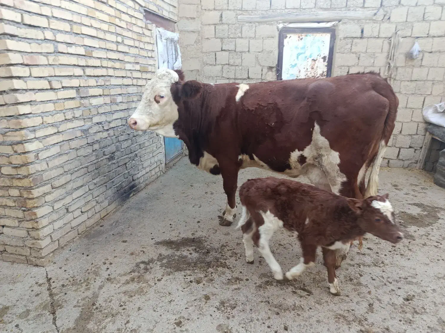 گاو گوساله سمینتال اصل|حیوانات مزرعه|دیواندره, |دیوار