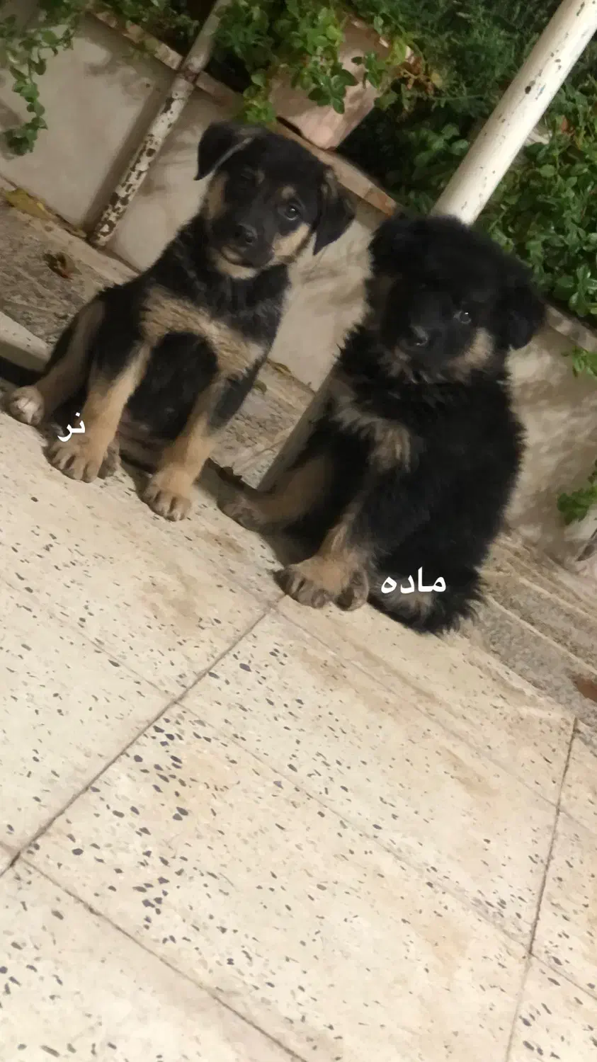 توله ژرمن شولاین و کلاسیک|سگ|قزوین, |دیوار