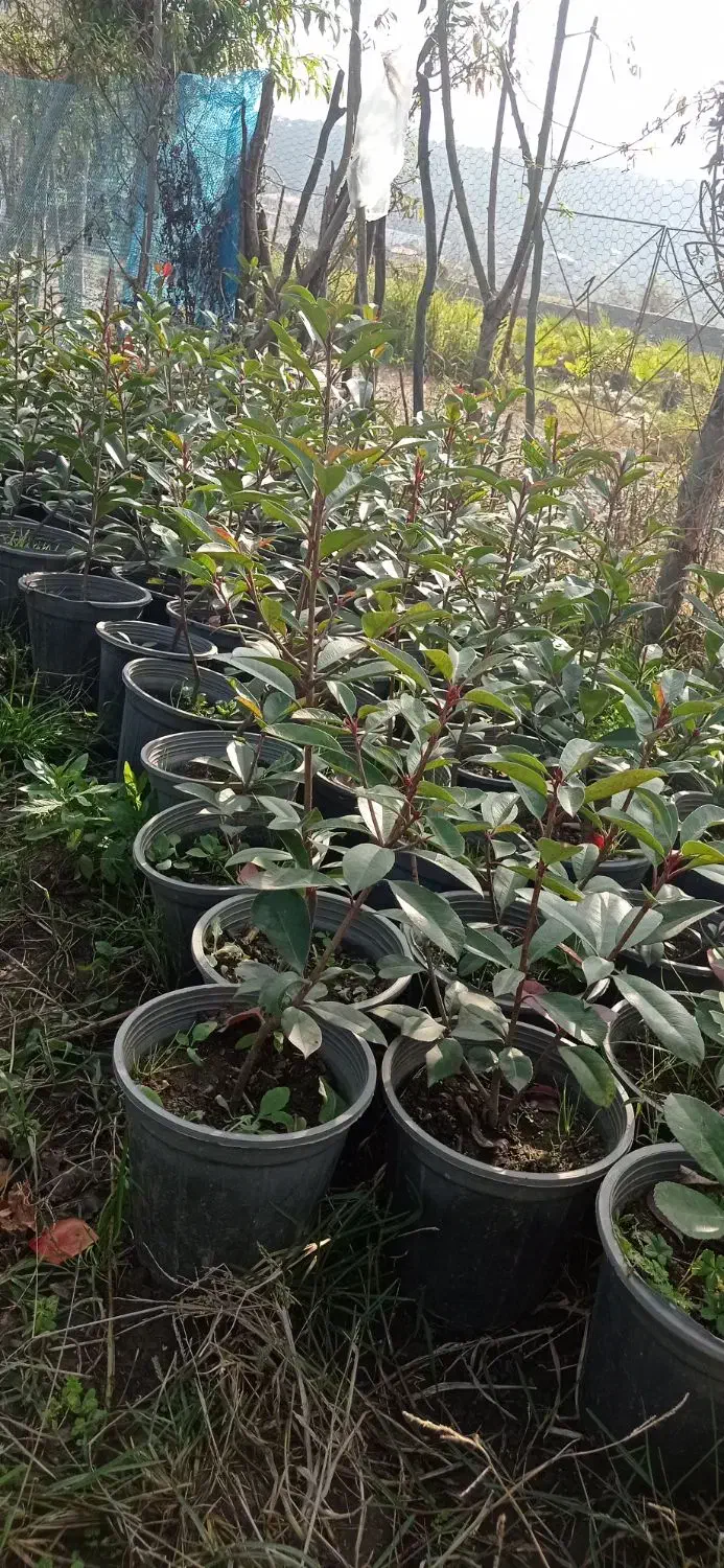 فوتونیا|گل و گیاه طبیعی|کلاچای, |دیوار