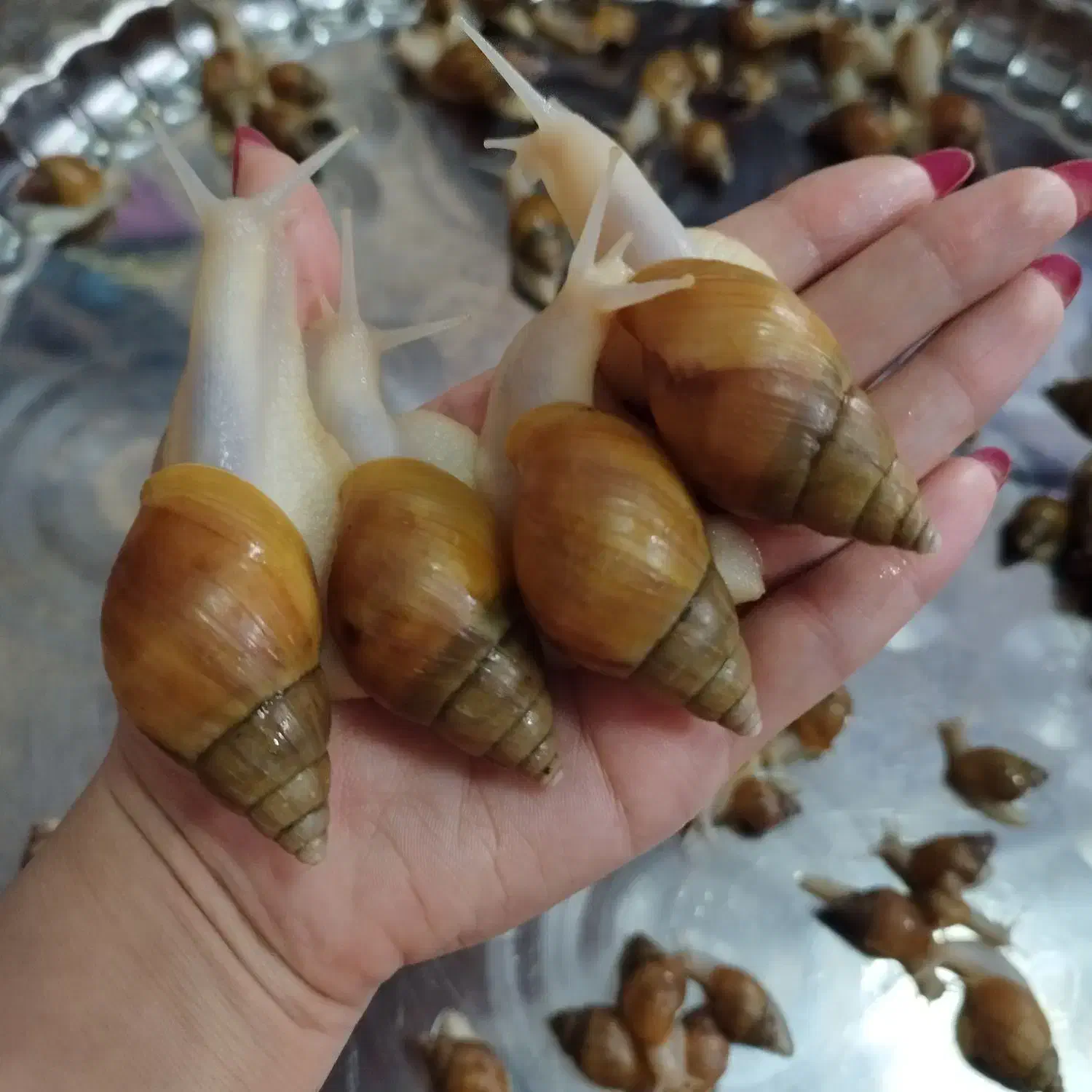 حلزون پرورشی نژاد آفریقایی آچاتینا فولیکا آلبینو|خزنده|تهران, جی|دیوار