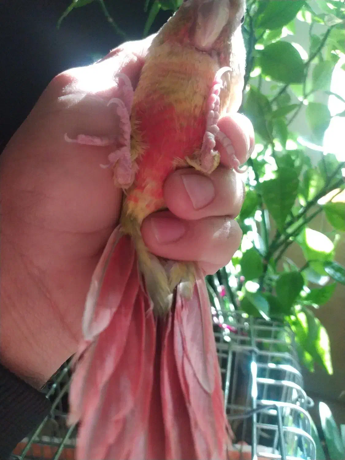 گرینچیک جوجه دونه خور|پرنده|شیراز, دروازه قران|دیوار