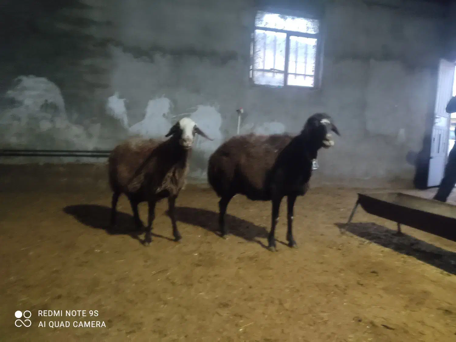 دوراس میش ابستن|حیوانات مزرعه|بروجرد, |دیوار