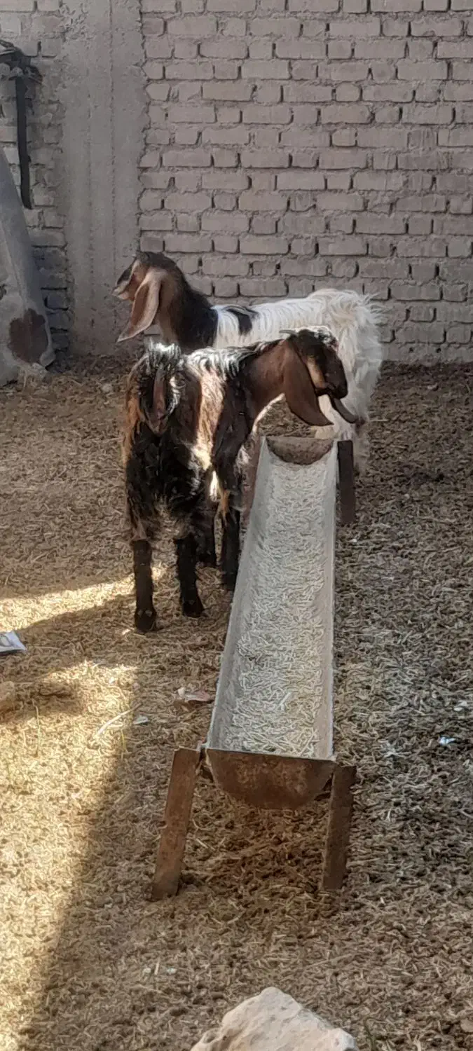 ۲تا بی مس قصابی وبزچاغ فروشن آدرس مورموری|حیوانات مزرعه|دهلران, |دیوار