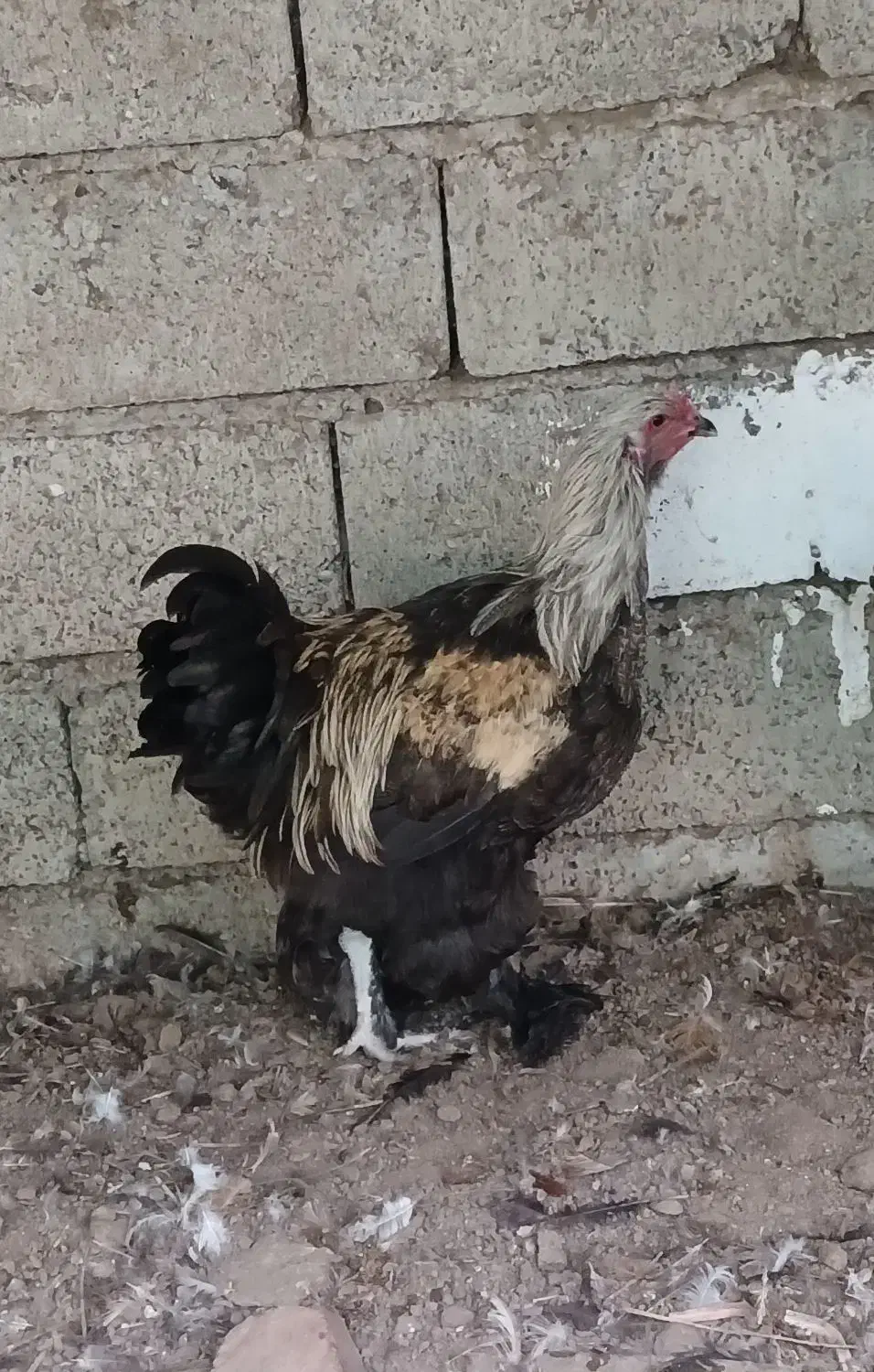 خروس برهما اصل|حیوانات مزرعه|قائم‌شهر, |دیوار