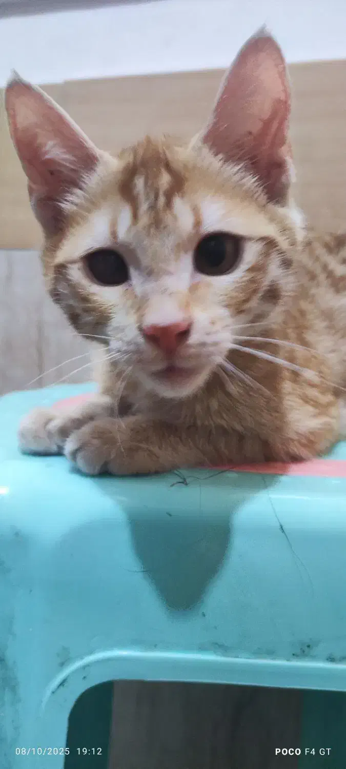 واگذاری گربه نارنجی|گربه|بیرجند, |دیوار