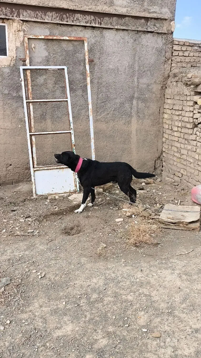 سگ نر|سگ|ازنا, |دیوار