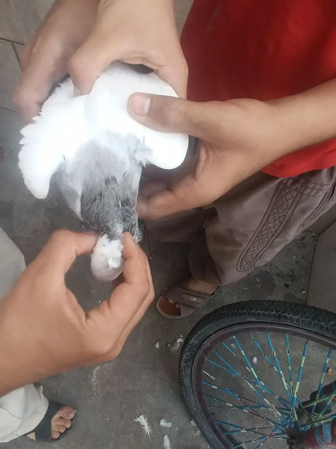 طوقی|پرنده|دهدشت, |دیوار