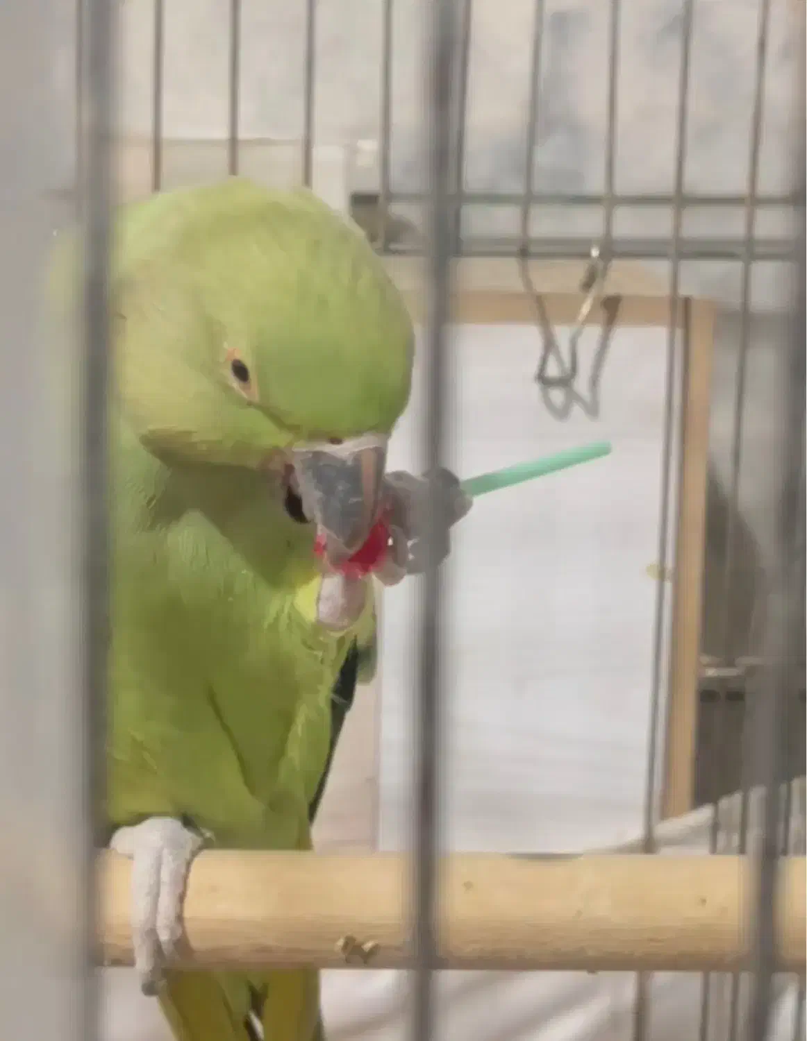 یک جفت طوطی ملنگو|پرنده|مشهد, رضاشهر|دیوار