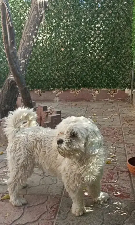 سگ پاپی|سگ|قهدریجان, |دیوار