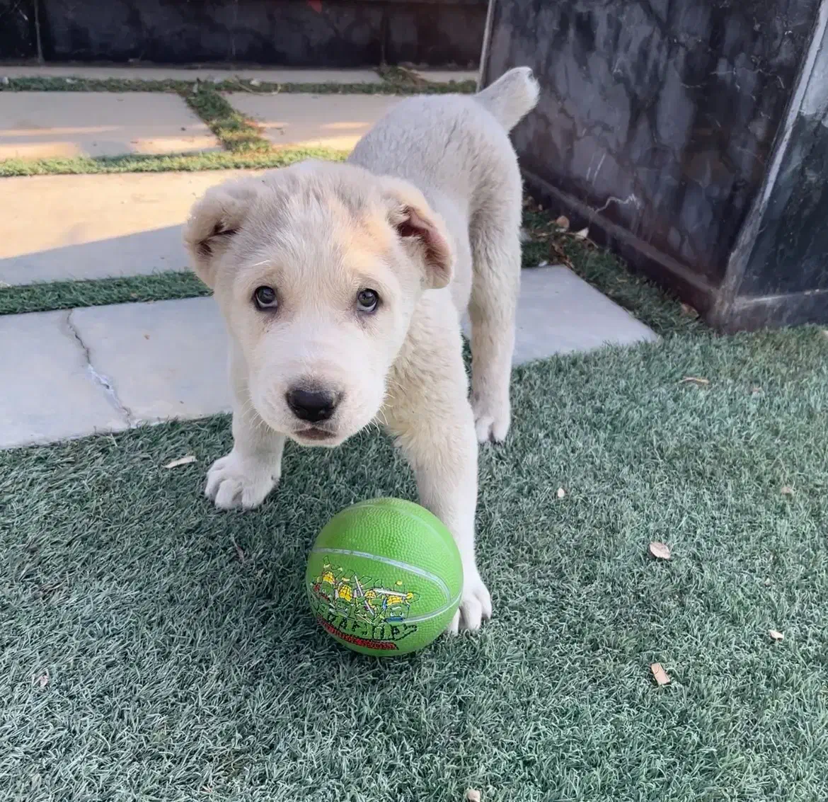 آلابای اصل|سگ|رودهن, |دیوار