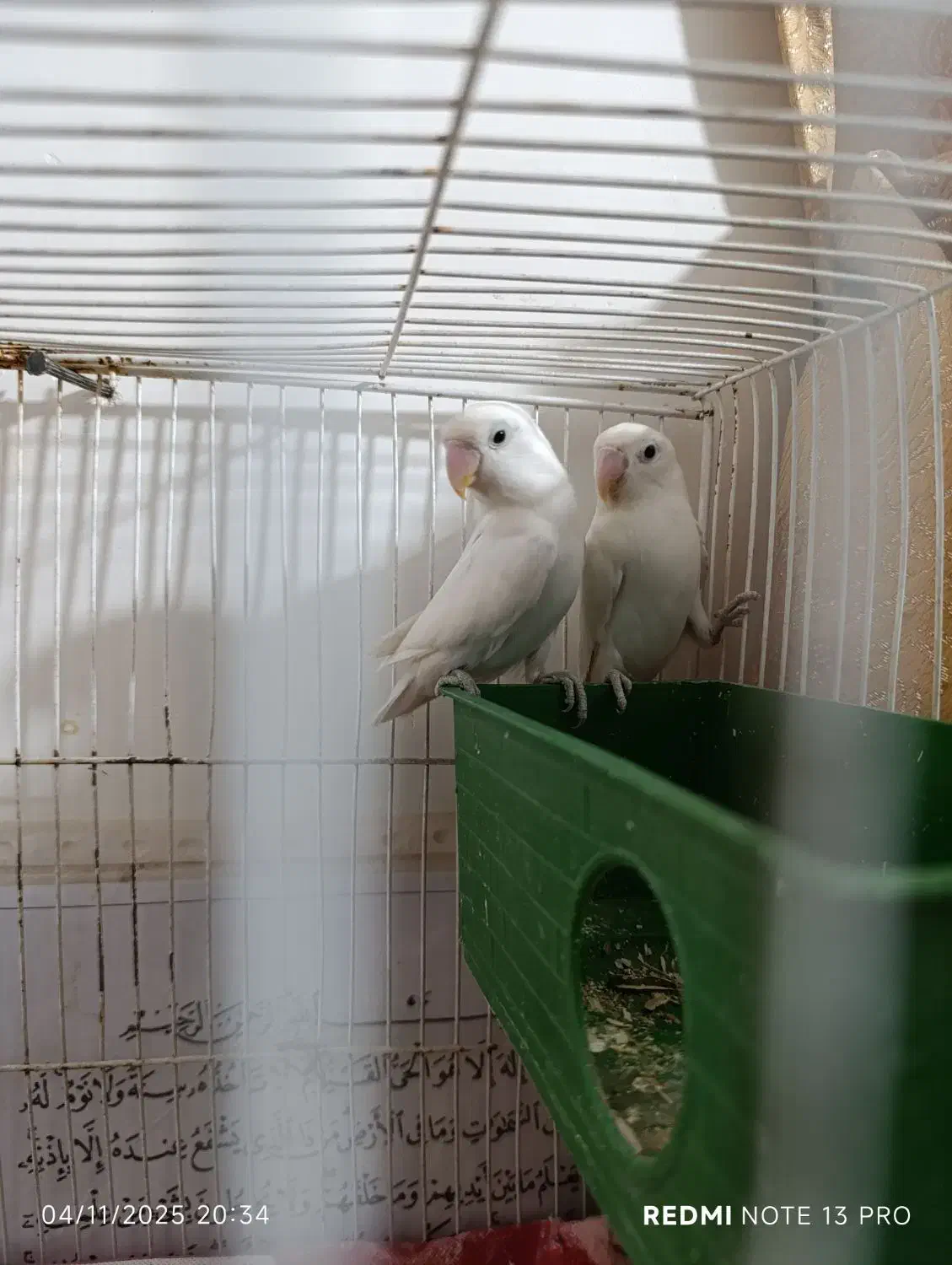 کوتوله فروشی|پرنده|ایرانشهر, |دیوار