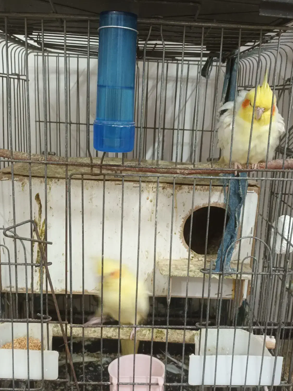 یکجفت لوتینو مولد،بشرط تخم وجوجه|پرنده|گنبد کاووس, |دیوار