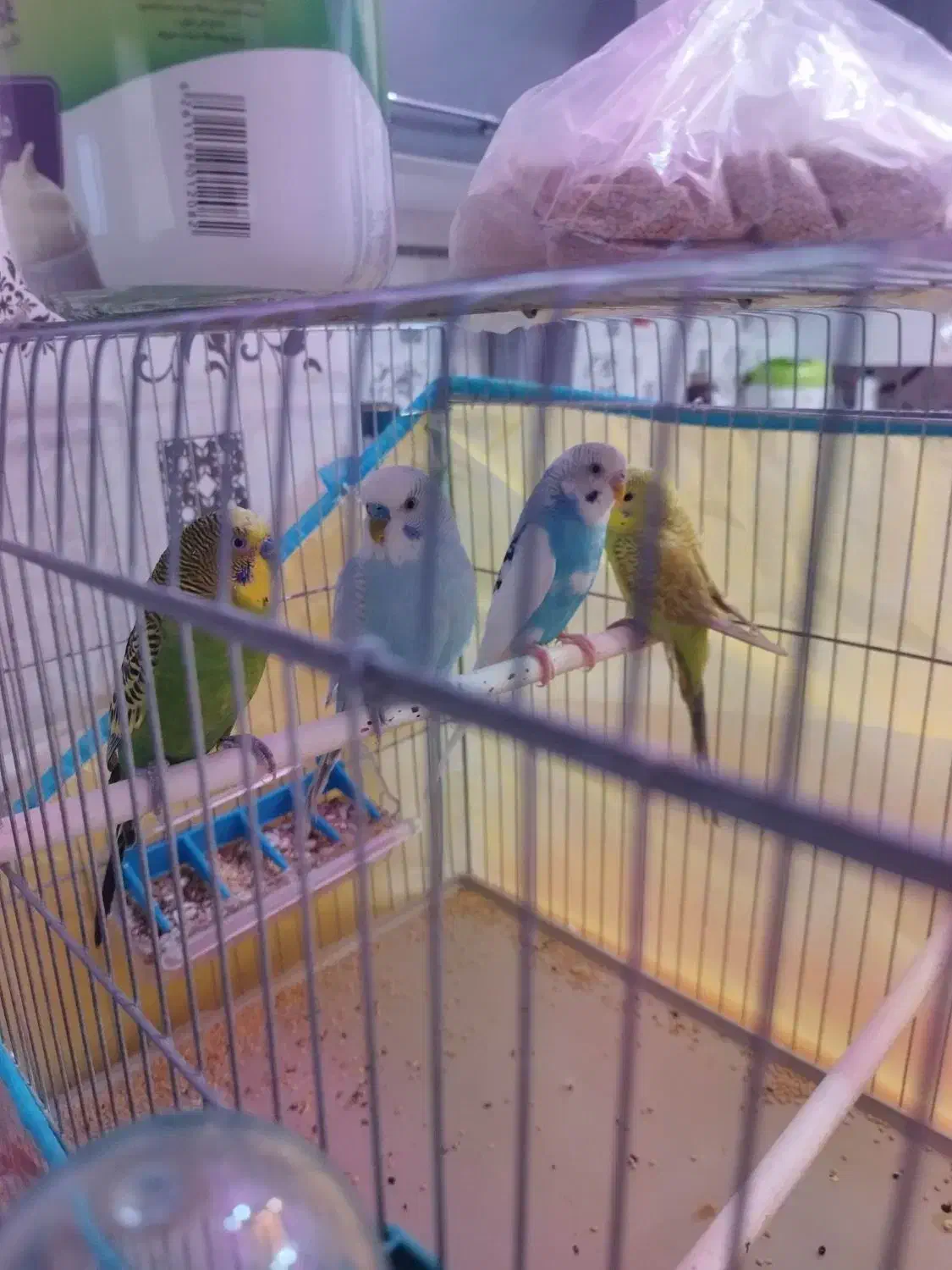 فروش مرغ عشق|پرنده|شیراز, کوشک میدان|دیوار