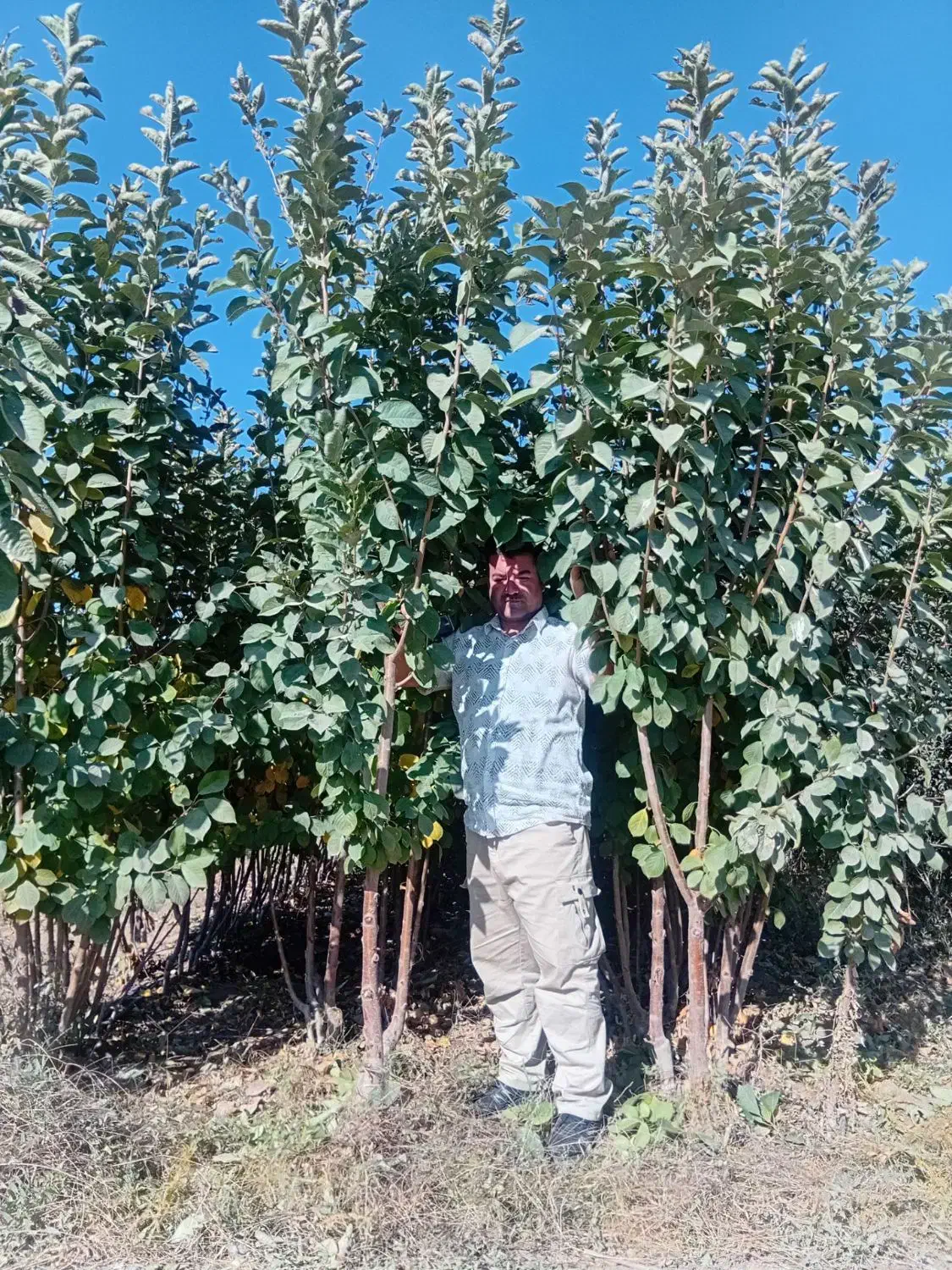 نهال های با کیفیت و اصلاح شده|خدمات باغبانی و درختکاری|تربت‌حیدریه, میدان مرکزی|دیوار