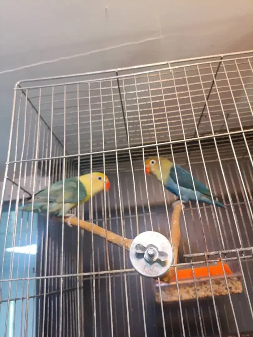 طوطی برزیلی پاربلو|پرنده|رباط‌کریم, رباط‌کریم|دیوار