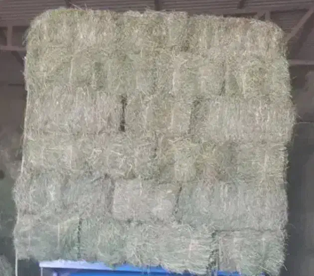 بیده یونجه|لوازم جانبی حیوانات|فیروزه, |دیوار