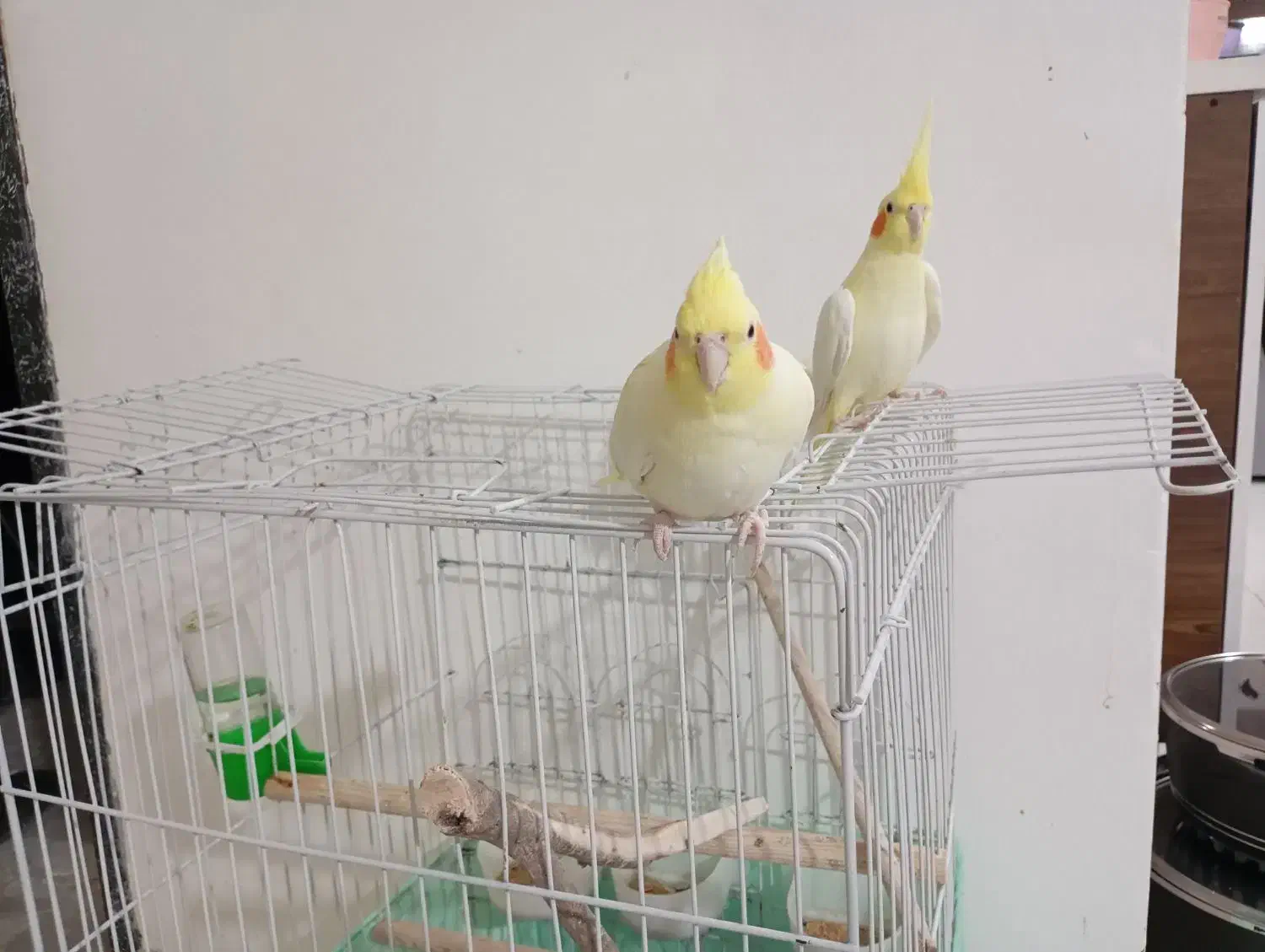 عروس هلندی لوتیانو جفت|پرنده|رودهن, |دیوار