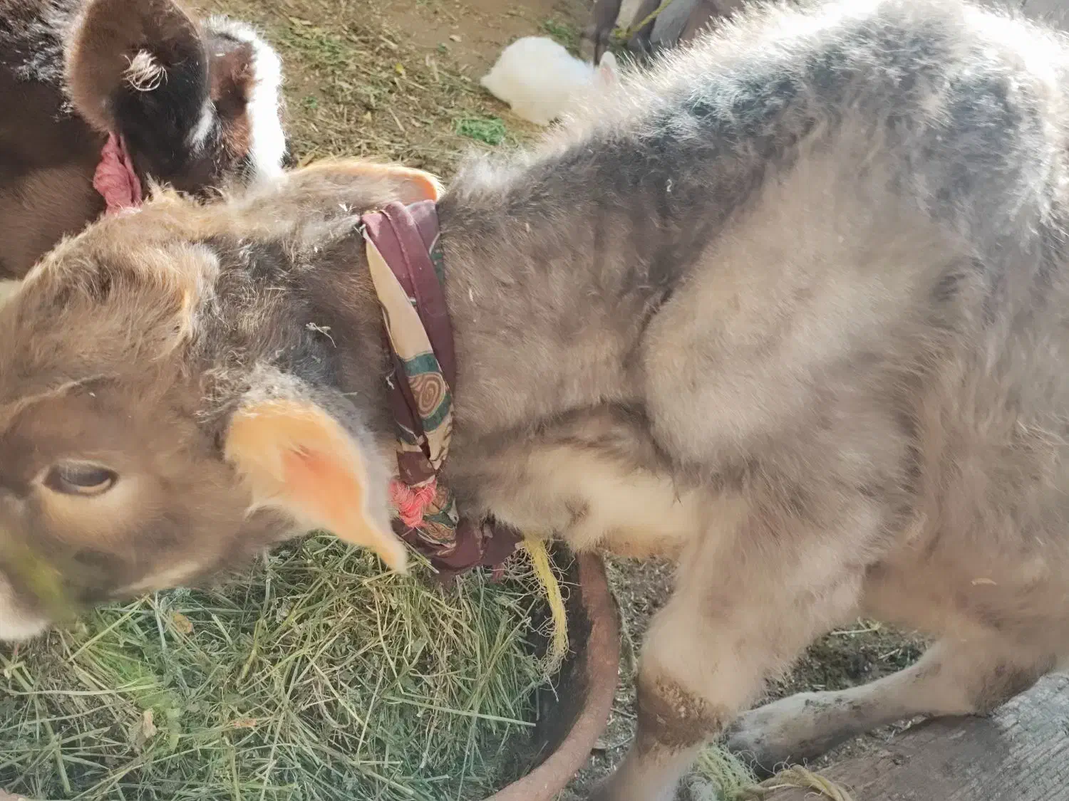 گوساله نر|حیوانات مزرعه|گلپایگان, |دیوار