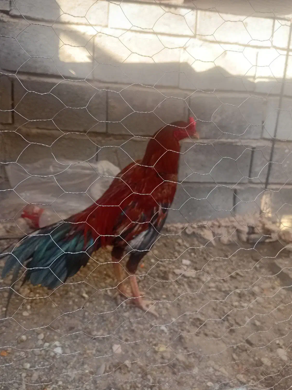 خروس|حیوانات مزرعه|میناب, |دیوار