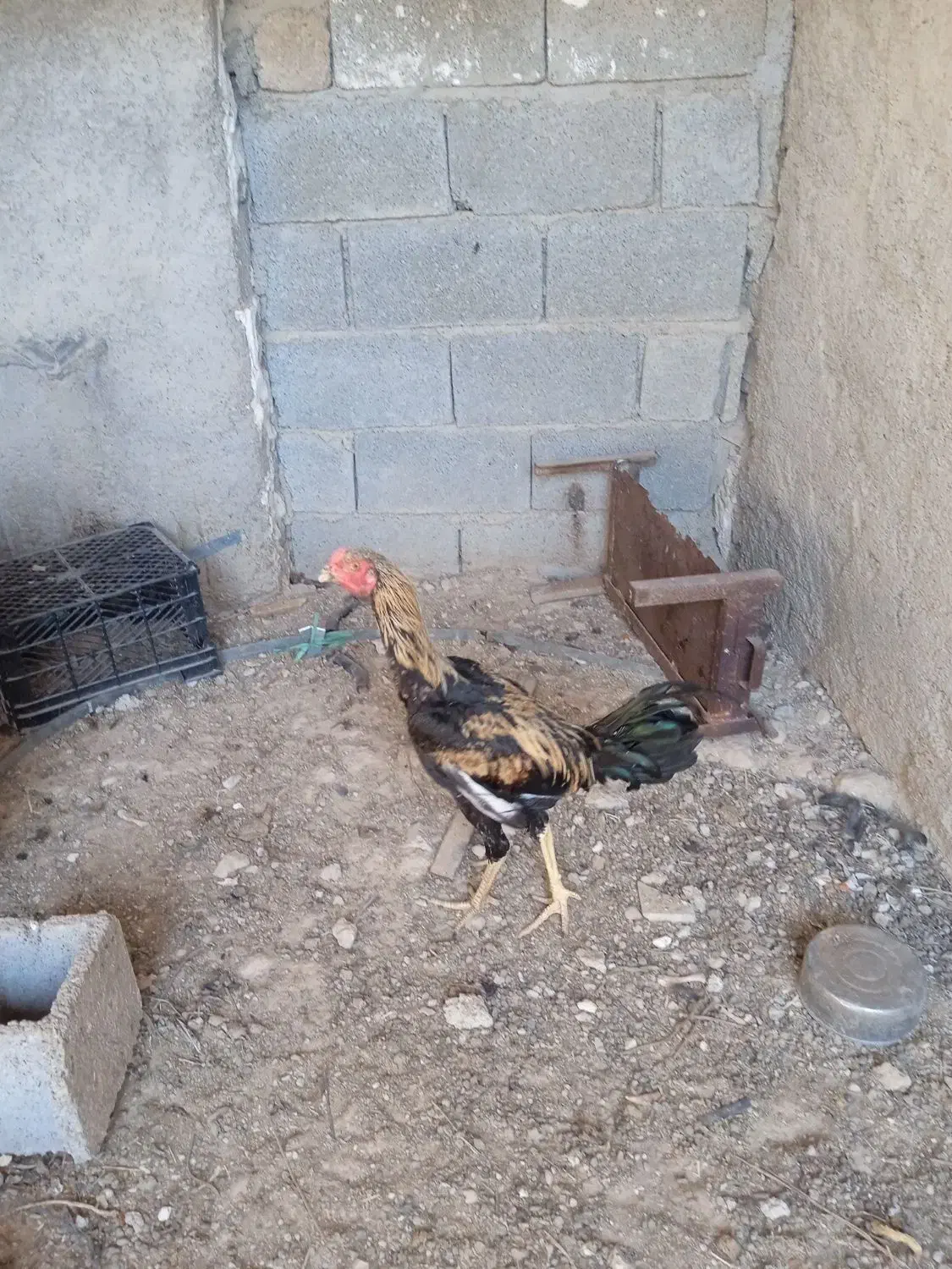 خروس لاری وحدتیه|حیوانات مزرعه|وحدتیه, |دیوار