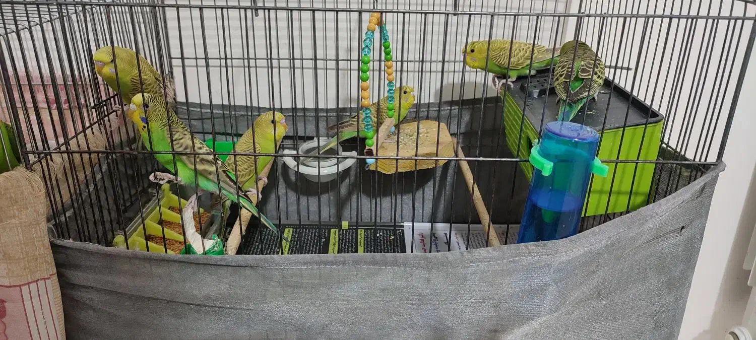 مرغ عشق|پرنده|تهران, علی‌آباد|دیوار