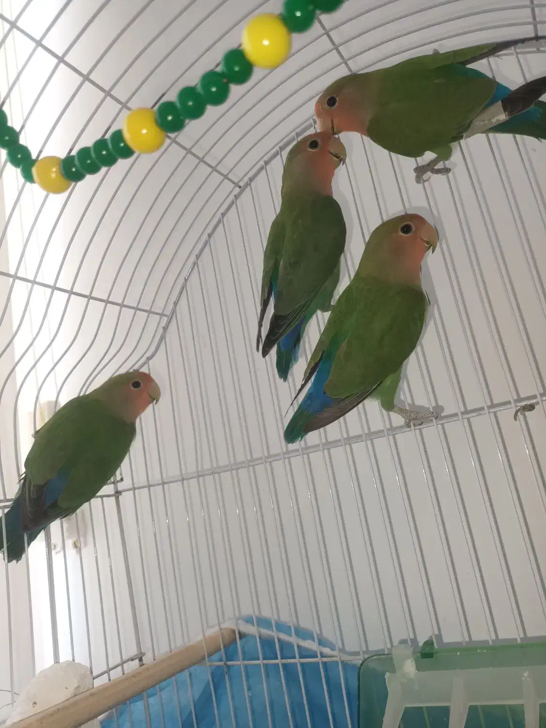 طوطی برزیلی|پرنده|قروه, |دیوار