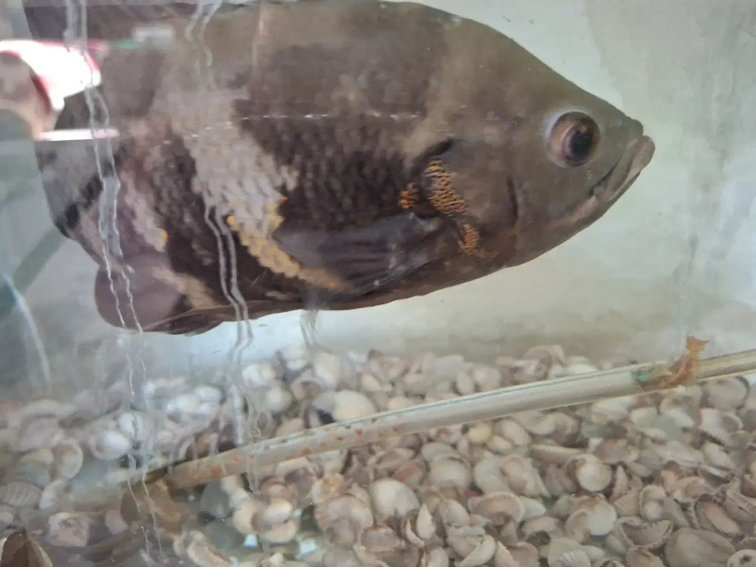 ماهی لجن خوار و اسکارت|ماهی|میاندوآب, |دیوار