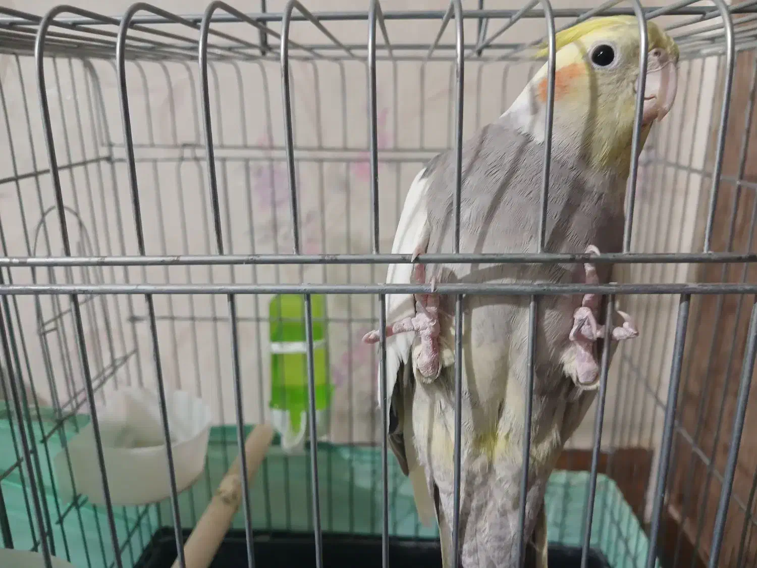 عروس هلندی|پرنده|پاکدشت, پاکدشت (مامازند)|دیوار