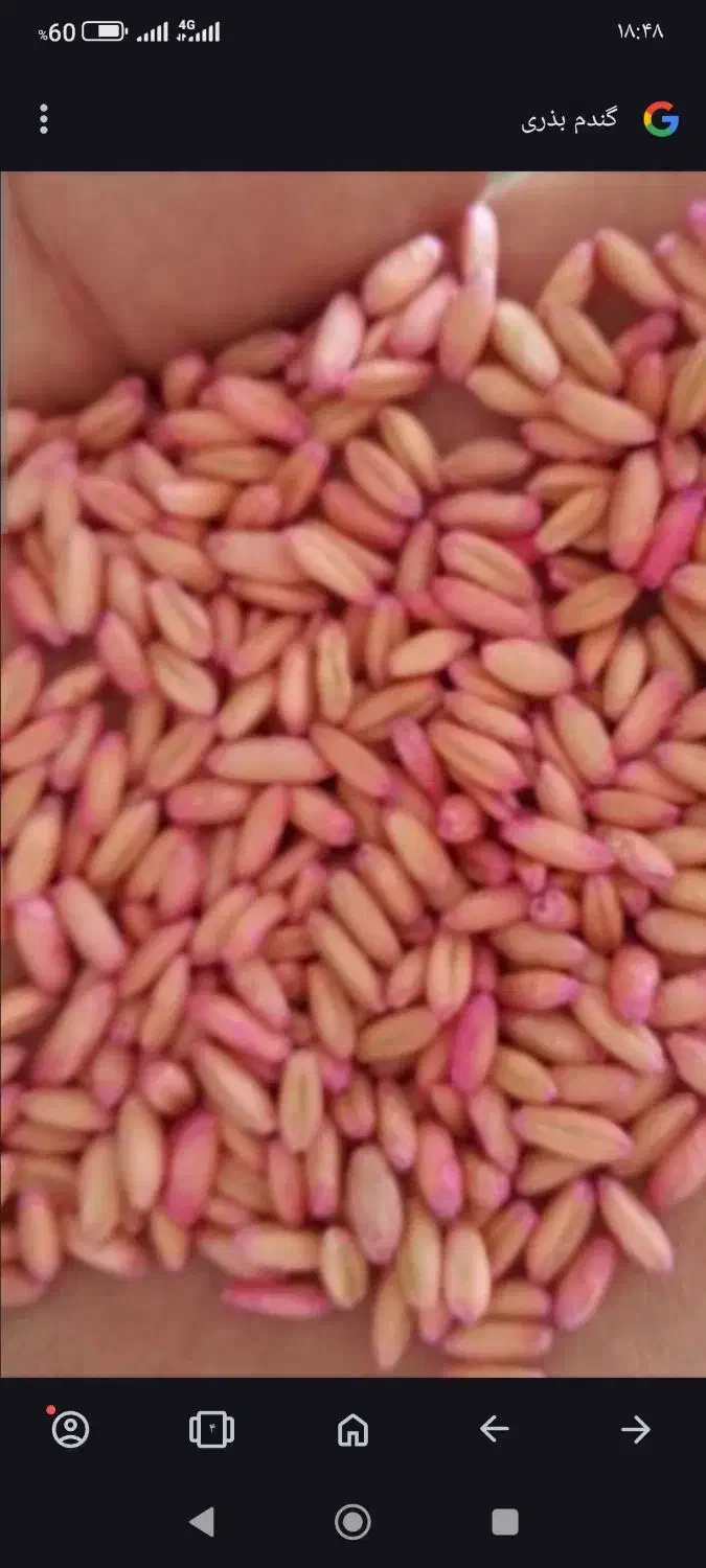 گندم بذری دیم باران روانسر|حراج|روانسر, |دیوار