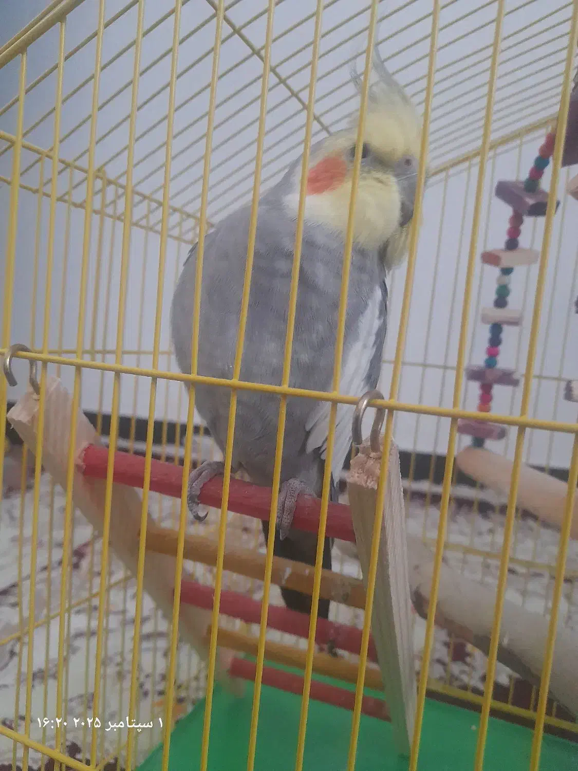 عروس هلندی|پرنده|هشتگرد, شهرک فرهنگیان|دیوار