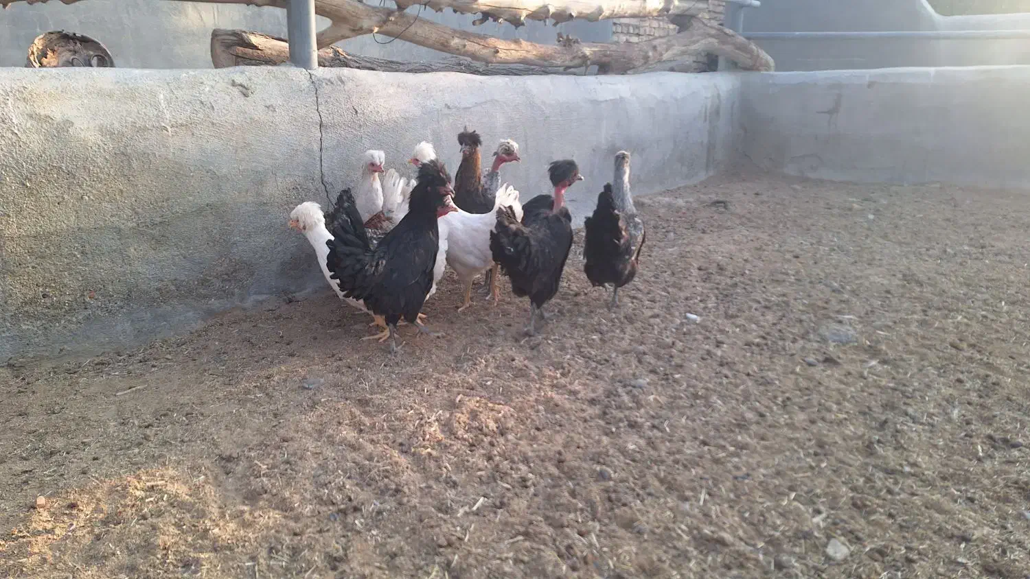 مرغ تخم گذار|حیوانات مزرعه|ورزنه, |دیوار