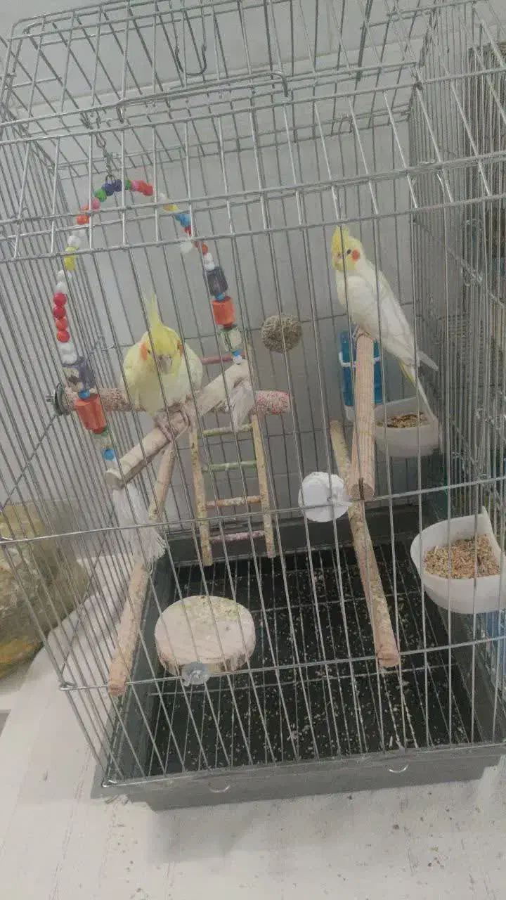 عروس هلندی نر ماده|پرنده|قم, شهرک مهدیه (مدرس)|دیوار