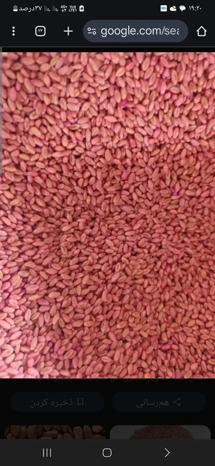 گندم دارویی جهت کاشت|خدمات باغبانی و درختکاری|میانه, |دیوار