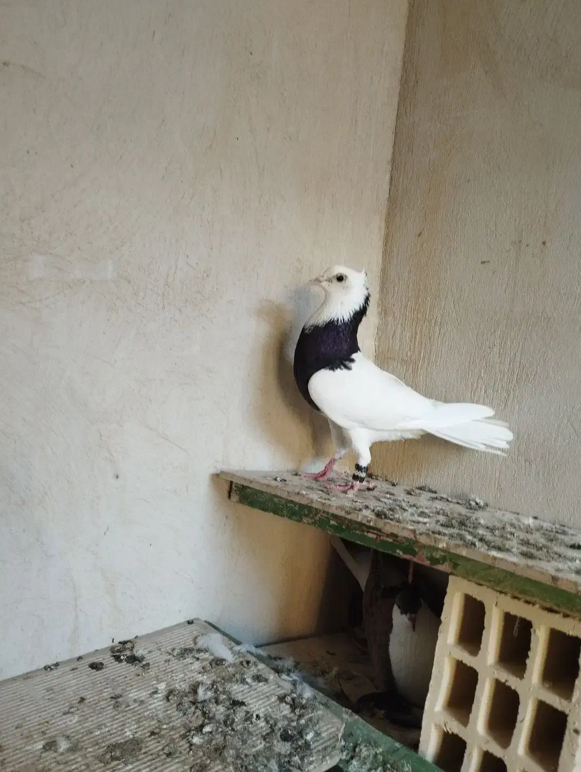 جفت کفتر طوقی|پرنده|کنارک, |دیوار