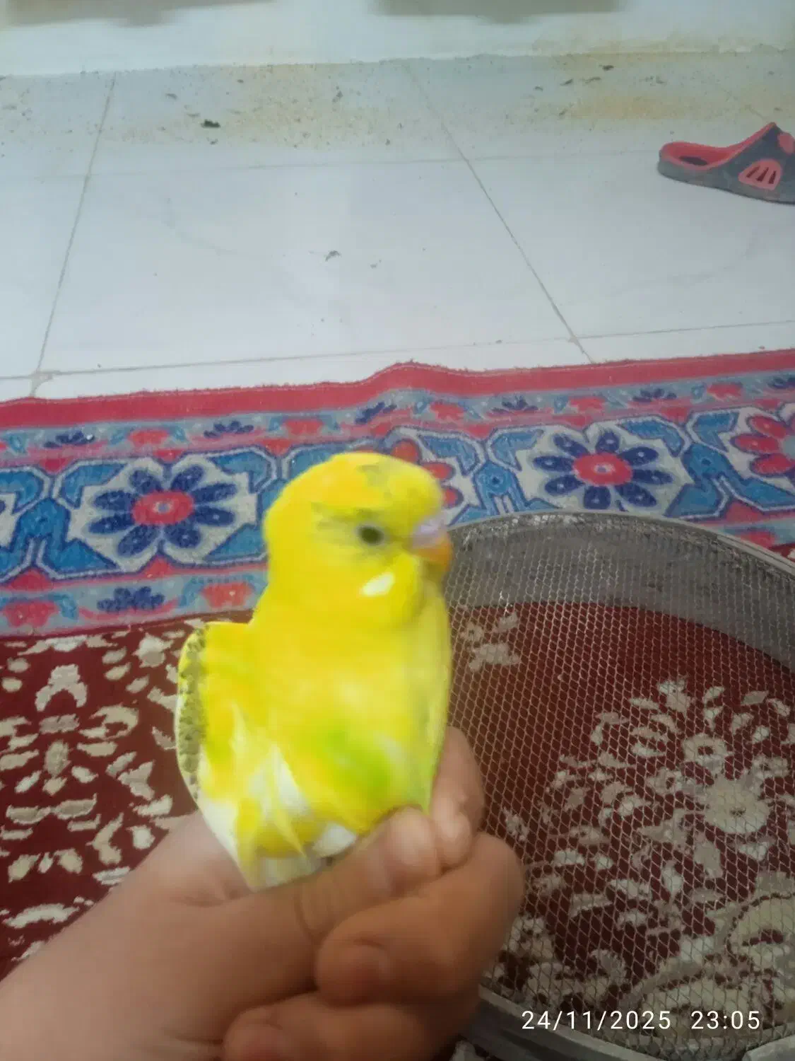 تعدادی مرغ عشق جوجه سرحال وزیبا ودستی|پرنده|بروجرد, |دیوار