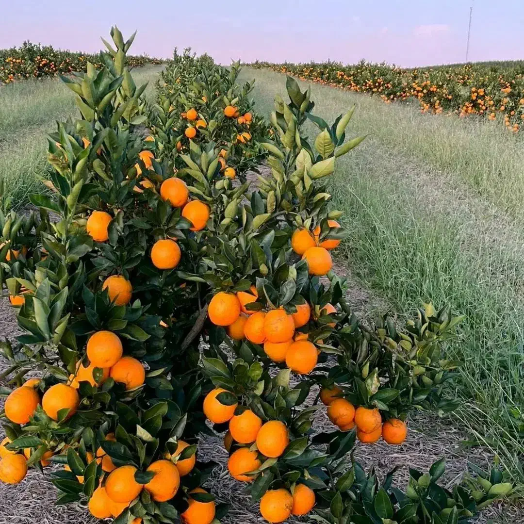 نهال ژنتیکی مرکبات|خدمات باغبانی و درختکاری|بهبهان, |دیوار